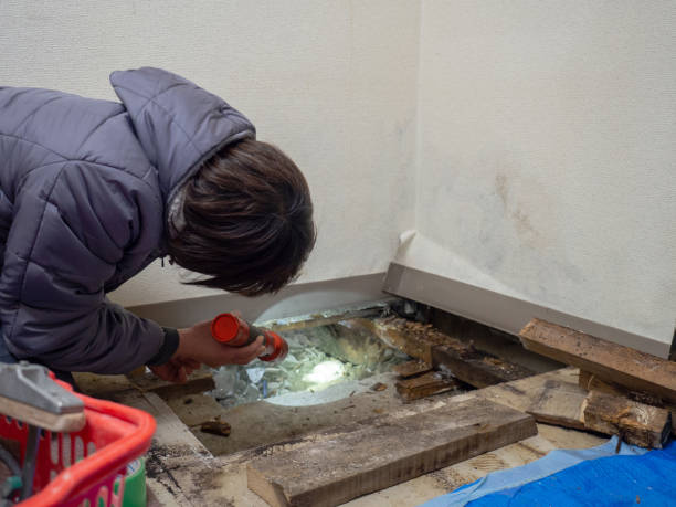 Best Crawl Space Mold Remediation  in Boyne City, MI
