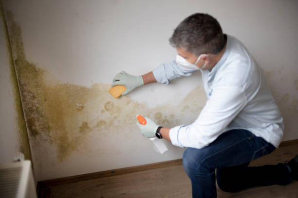 Best Real Estate Mold Inspection  in Boyne City, MI