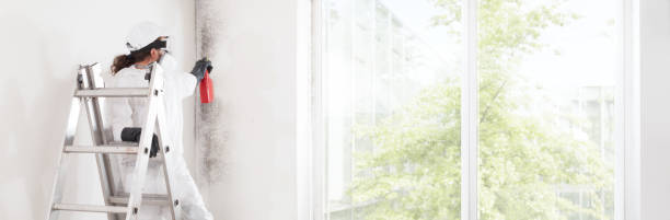 Best Mold Remediation for Healthcare Facilities  in Boyne City, MI
